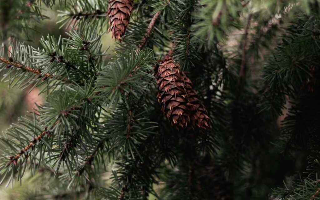Close Up of Evergreen Tree