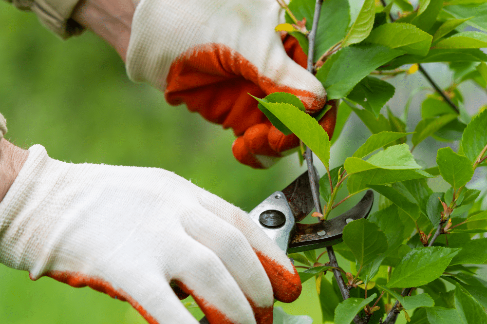 A person wearing gloves for protection while pruning a tree in Boise.