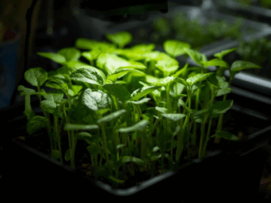Plants with a grow light