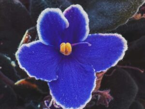 Close up of a blue African Violet blooming with fuzzy leaves.