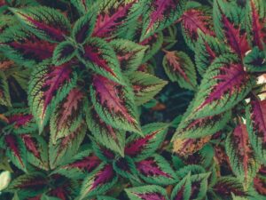 Coleus plant