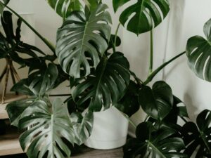 Monstera plant