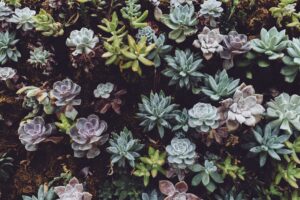 Succulents