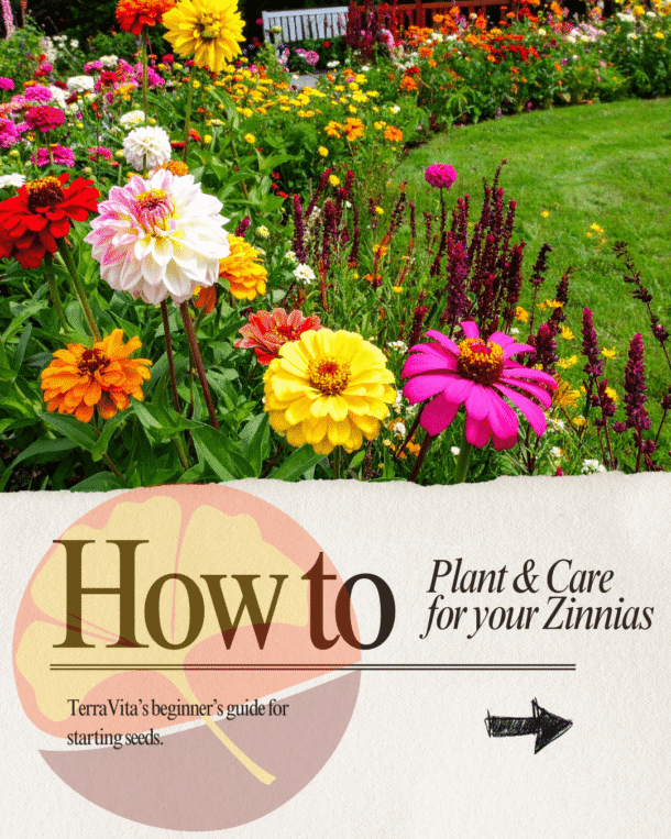 Planting zinnias