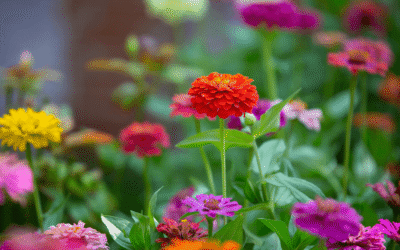 Zinnia Seed Planting Care Guide