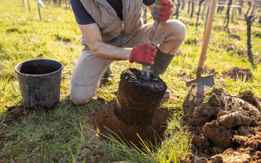 Best trees to plant in Boise Idaho for Arbor Day, featuring a vibrant deciduous tree in a residential Treasure Valley landscape.