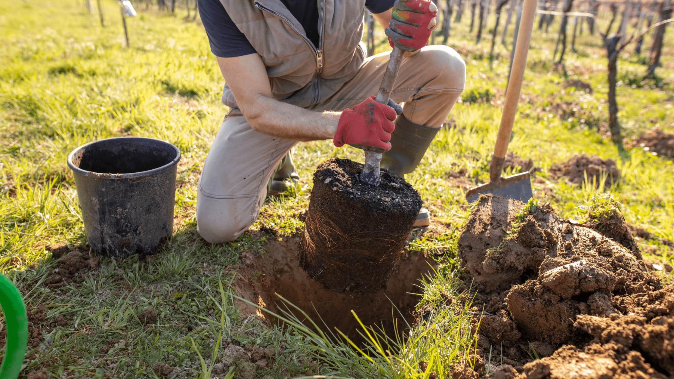 Best Trees to Plant in Boise Area: Arbor Day Guide (2026) - Terravita
