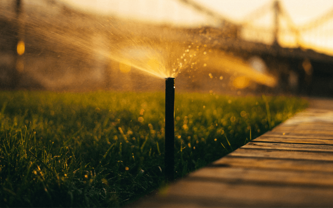 Sprinklers watering a lawn.